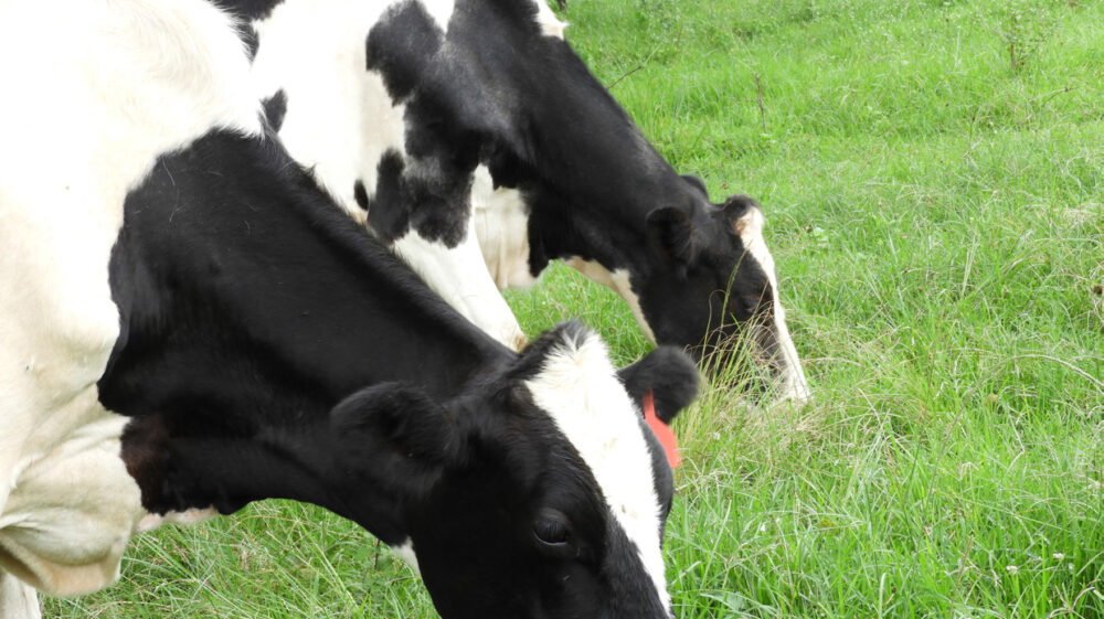 Dairy cattle, Kenya, tagged and eating grass