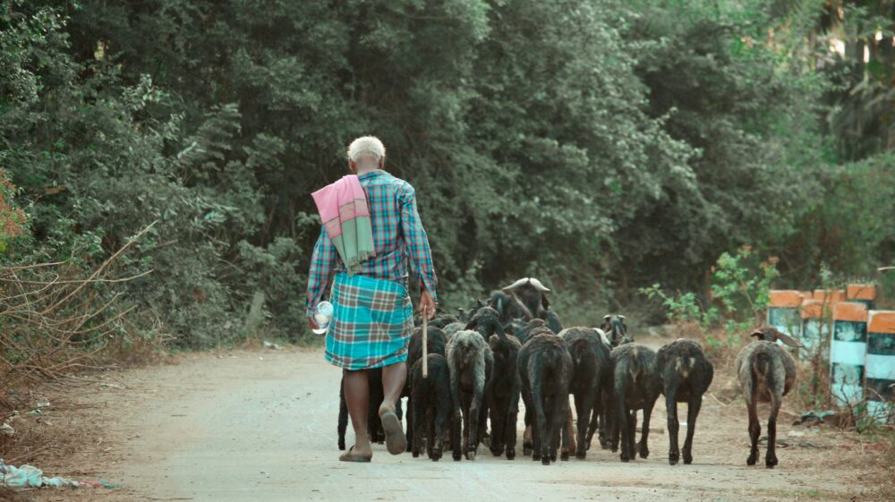 Elderly Indian male shepherd in traditional dress walking along with his sheep on top of a hill during monsoon season, Davangere, Karnataka, India, 16 July 2021