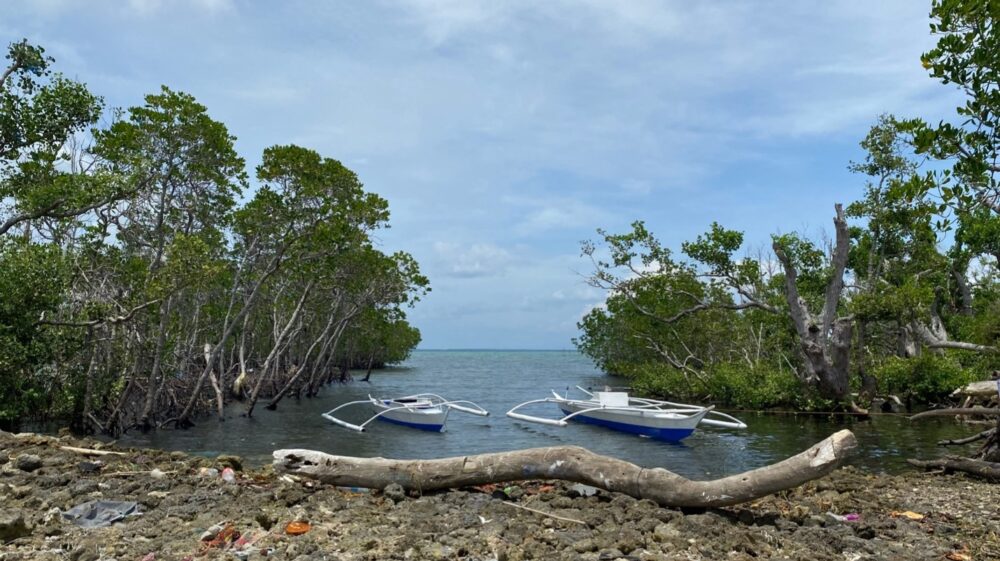 Mangroves regrowing and recovering after the typhoon