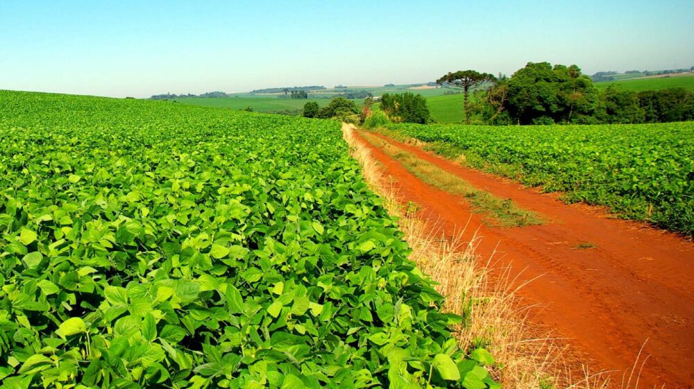 Field of green crop green separated by red dirt road