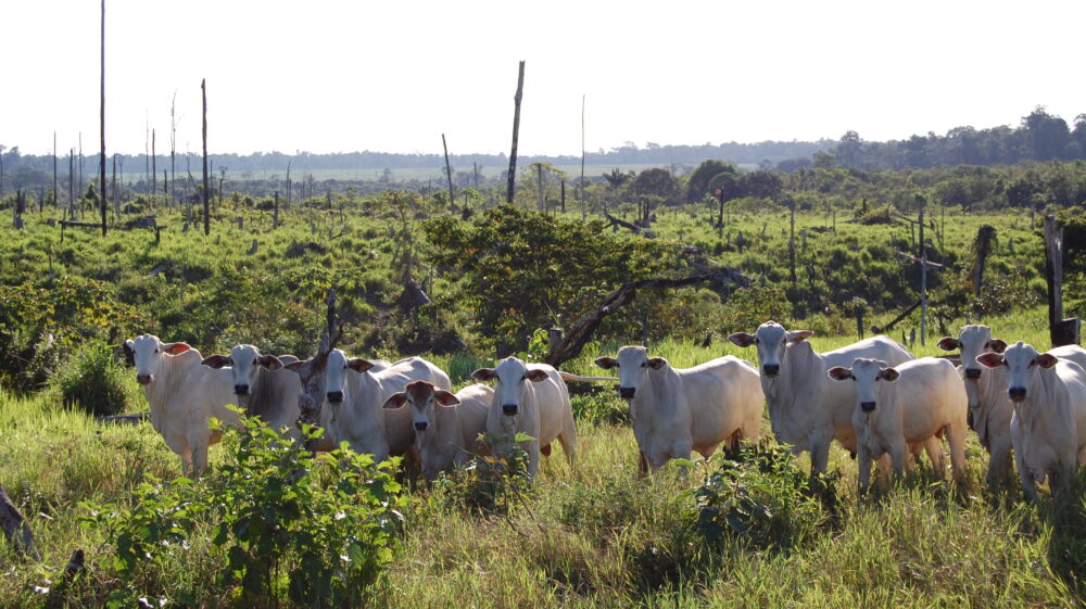 White cows on pasture; recently deforested cattle pasture in the eastern Brazilian Amazon