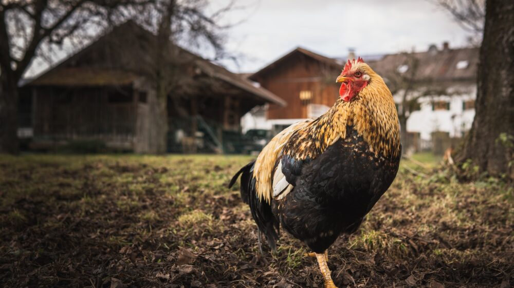 A beautiful cock