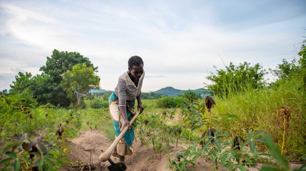 African senior farmer woman working on manioc field