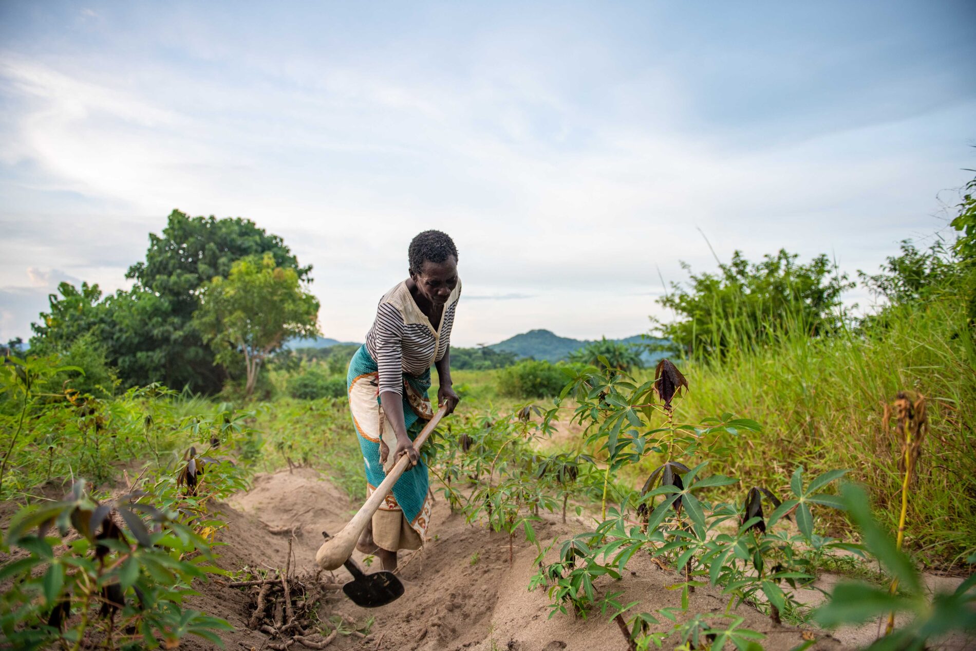 African senior farmer woman working on manioc field