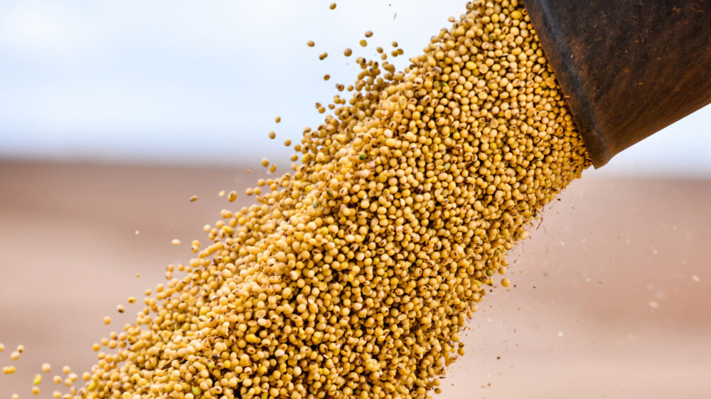 Soybean being unload after the harvest