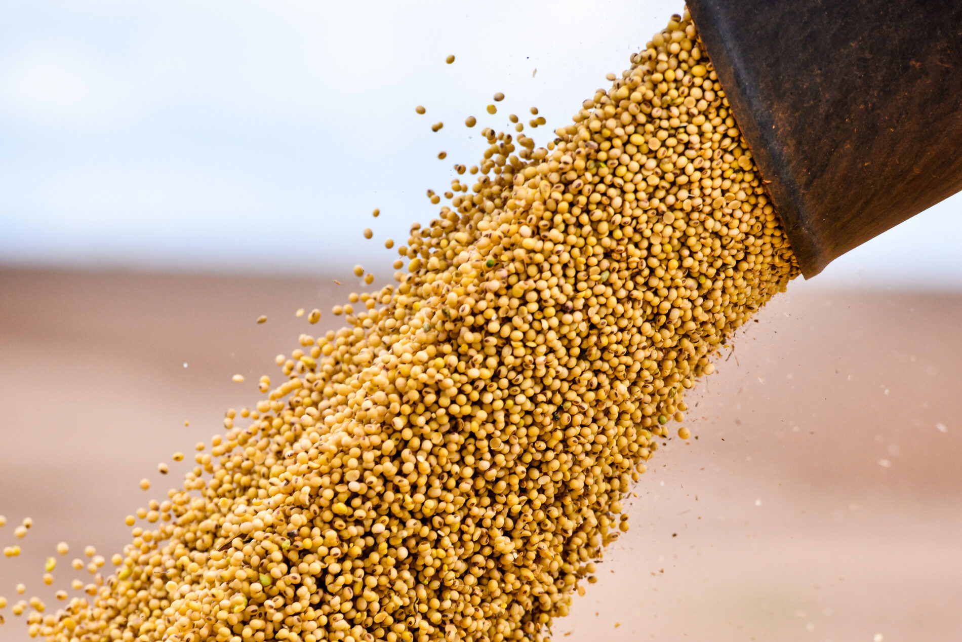 Soybean being unload after the harvest