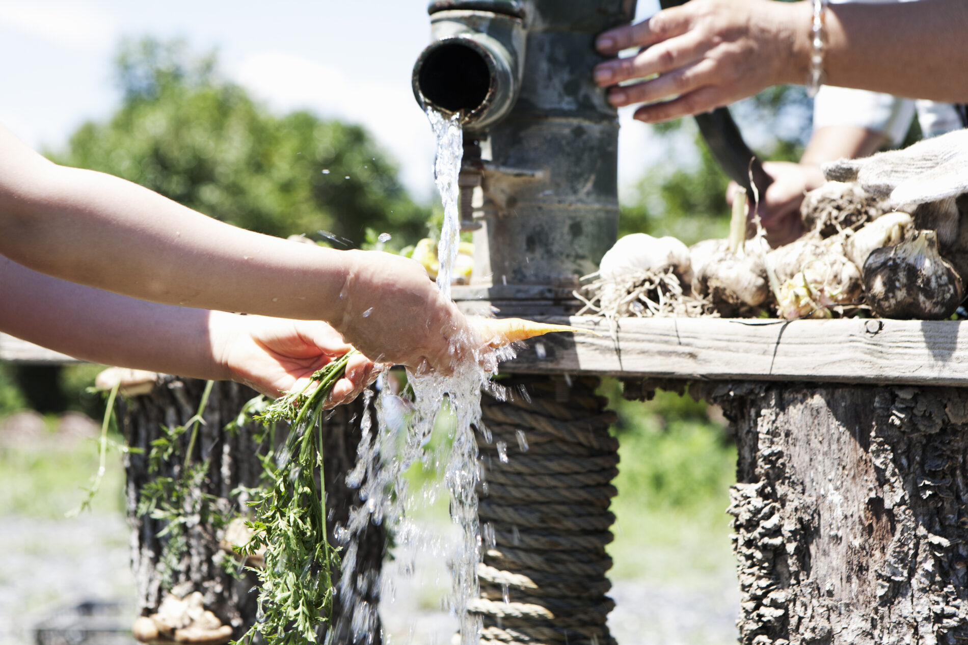 Hands of a girl and a senior woman washing carrots and other vegetables with well water in the fields.