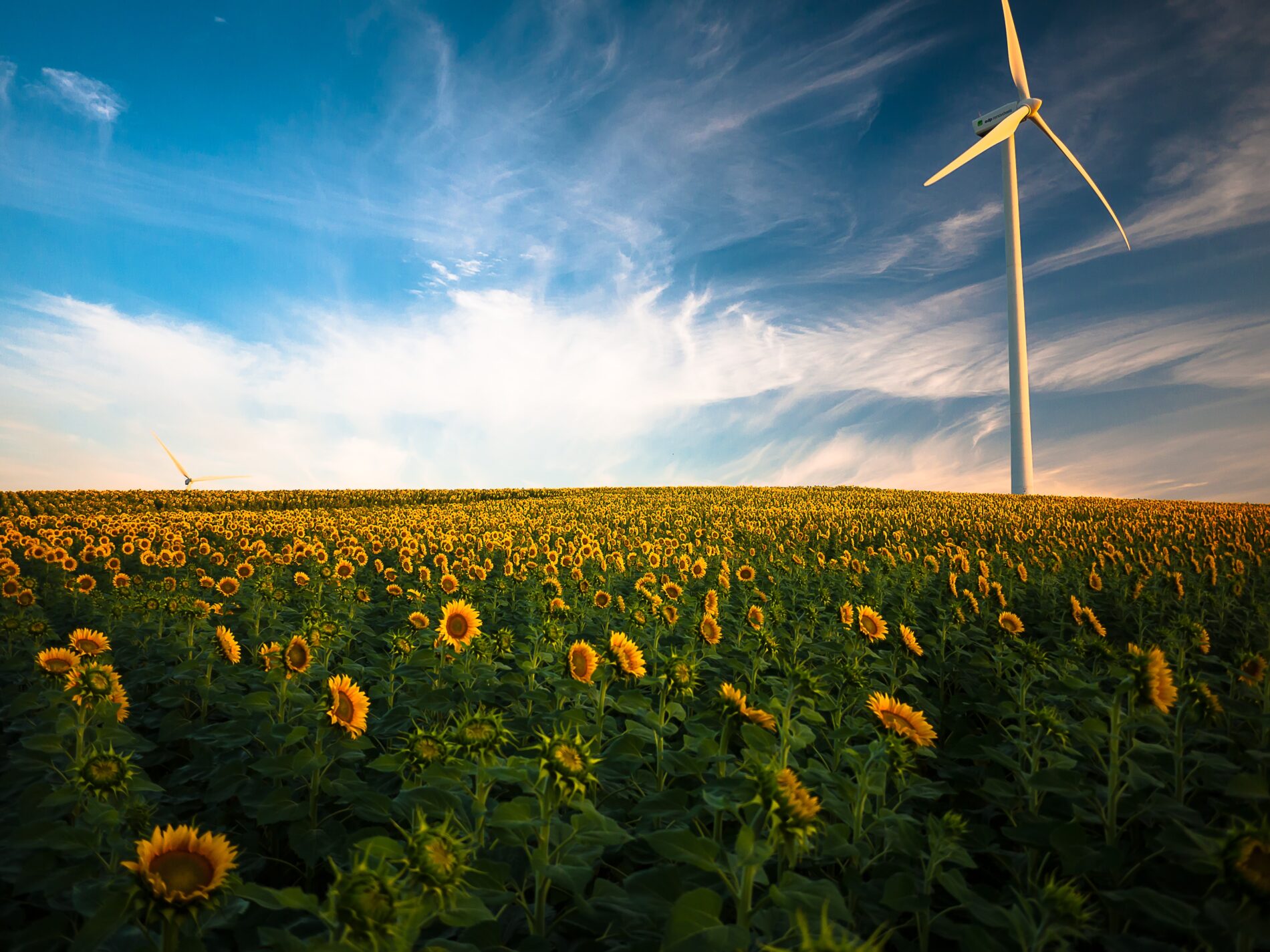 Sunflower field under wind turbine and streaky white clouds in blue sky
