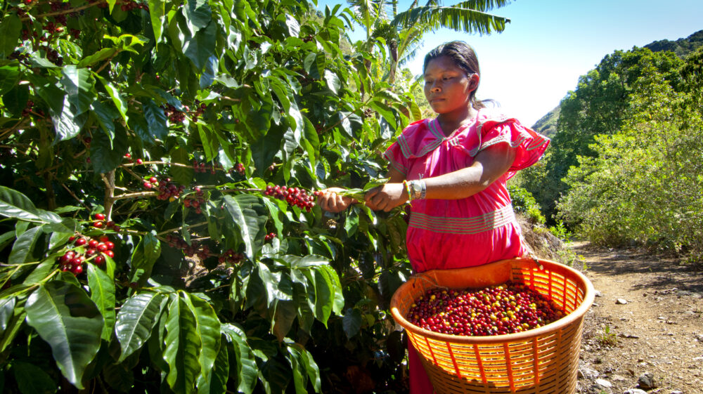 Coffee production Photo credit: John Coletti / Getty Images.