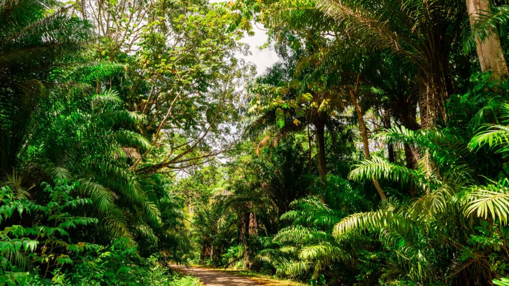 Tropical forest