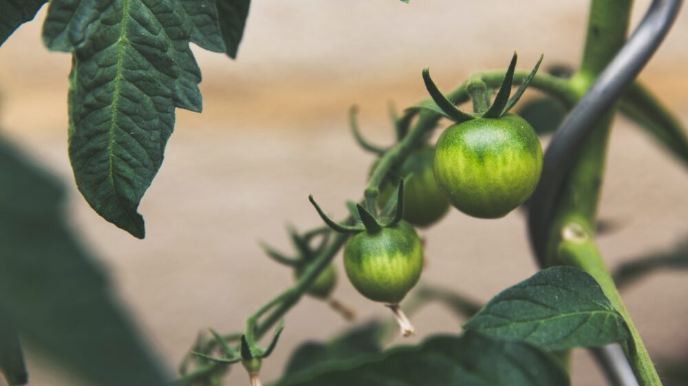 Growing green tomatoes