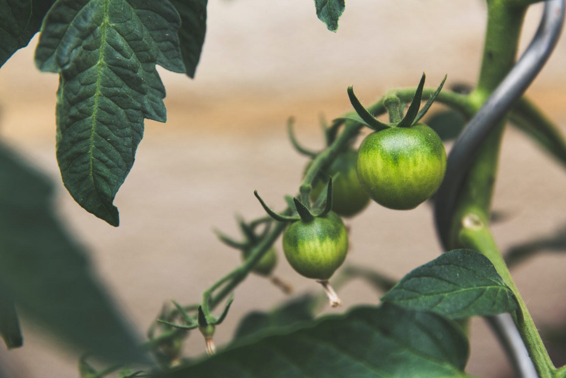 Growing green tomatoes