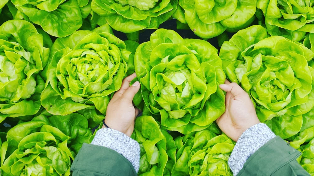 hands holding lettuce