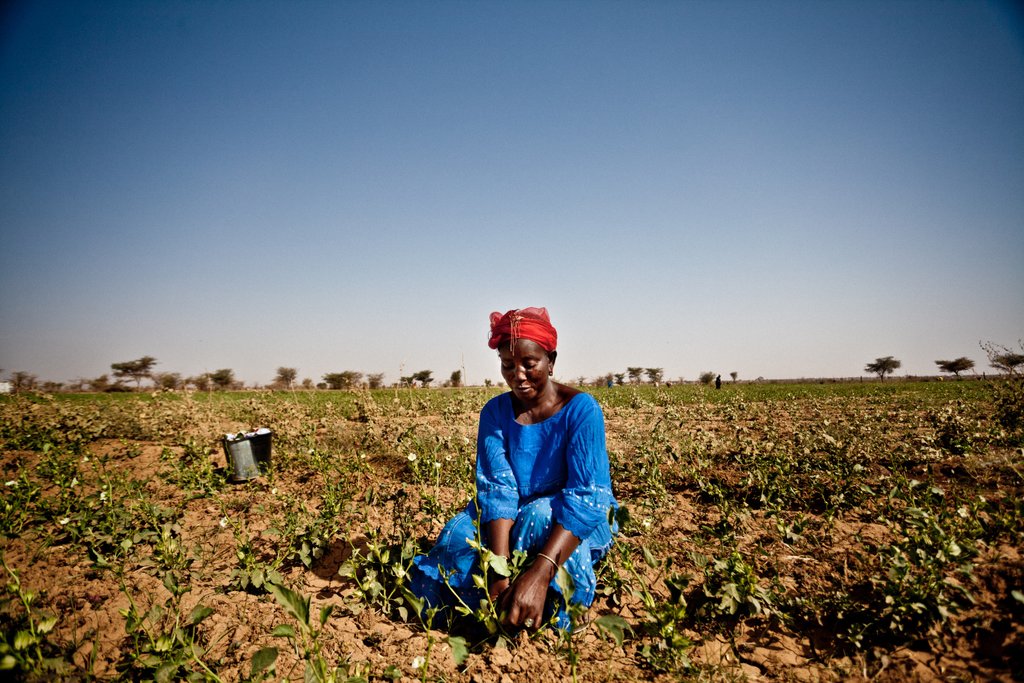 Sahel food crisis 2012, the drought response in Mauritania