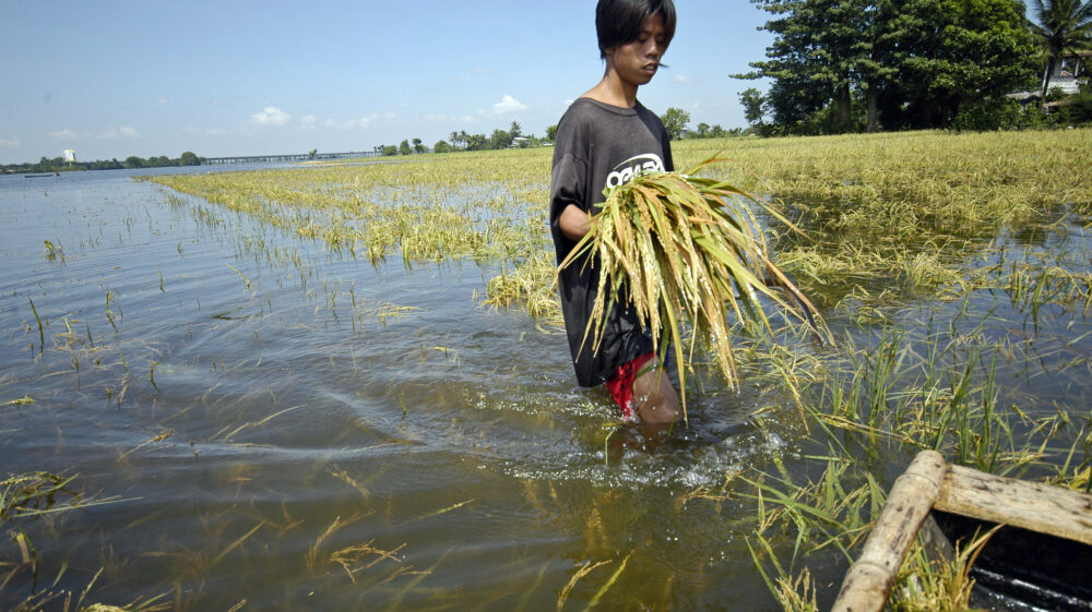 Man walking through a flooded rice field