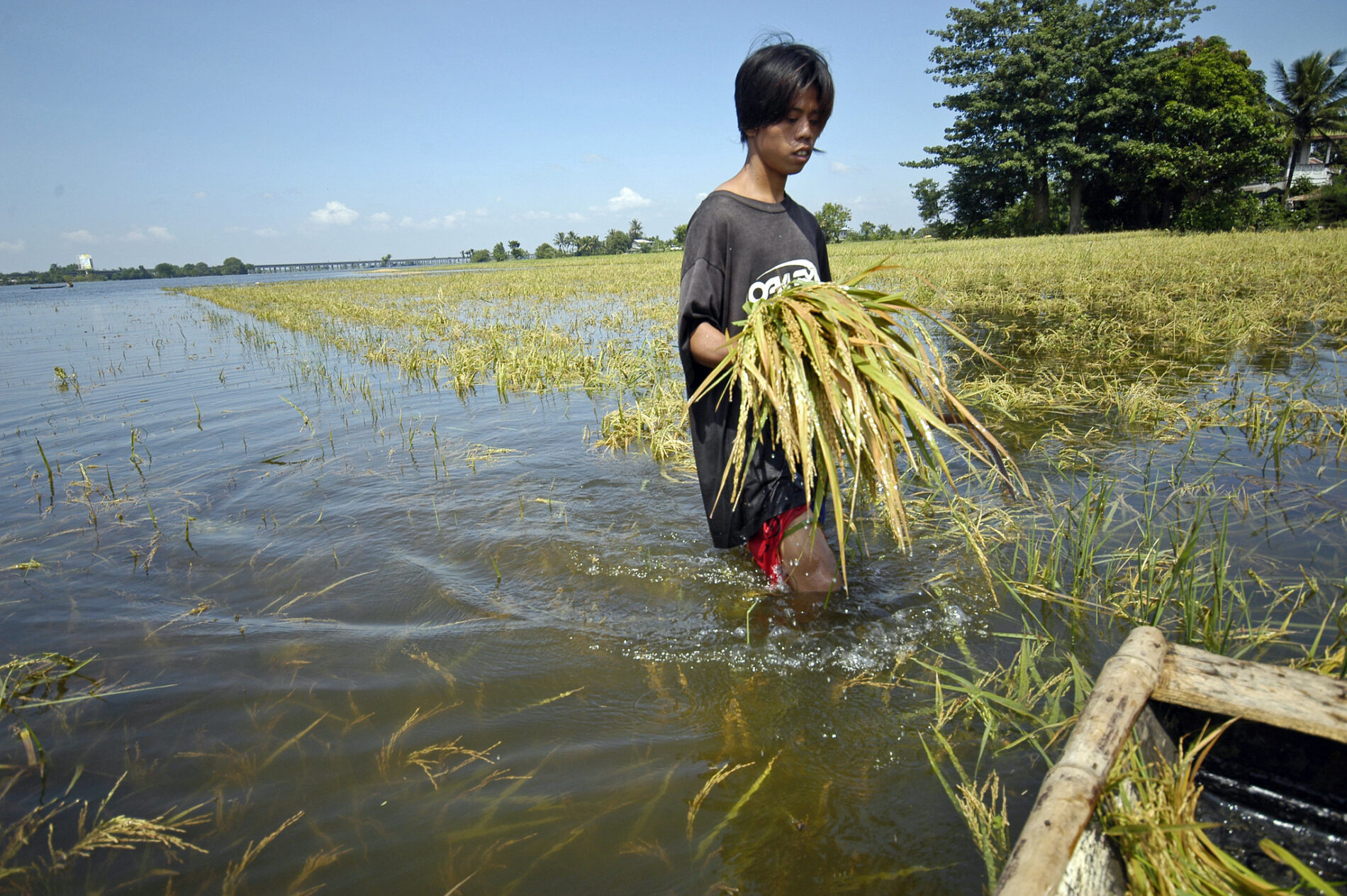 Man walking through a flooded rice field