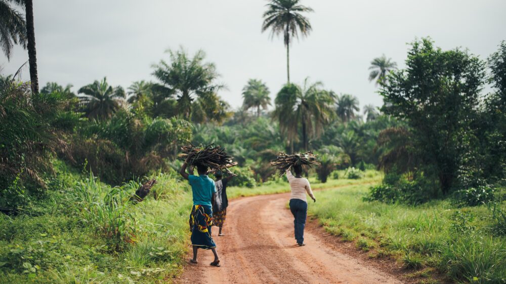 Women carrying firewood on their heads in forested area on dirt path, Sierra Leone