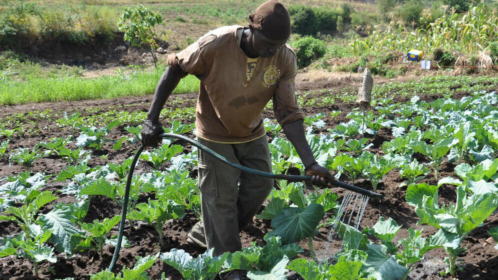 Man watering crops