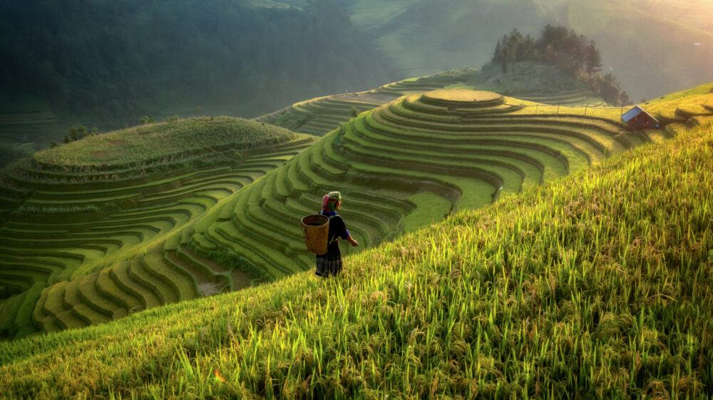 Rice field. Photo: Jakkree Thampitakkull, EyeEm / Getty images