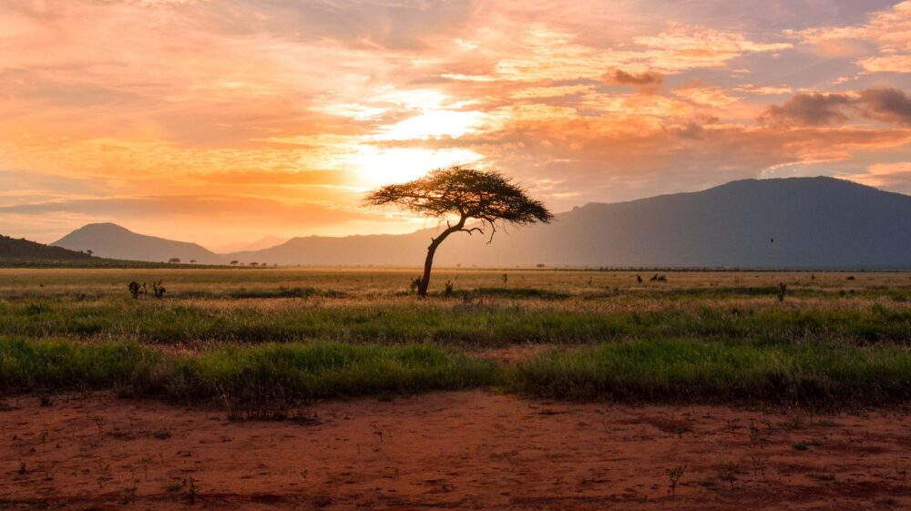 Sunset tree on the savann