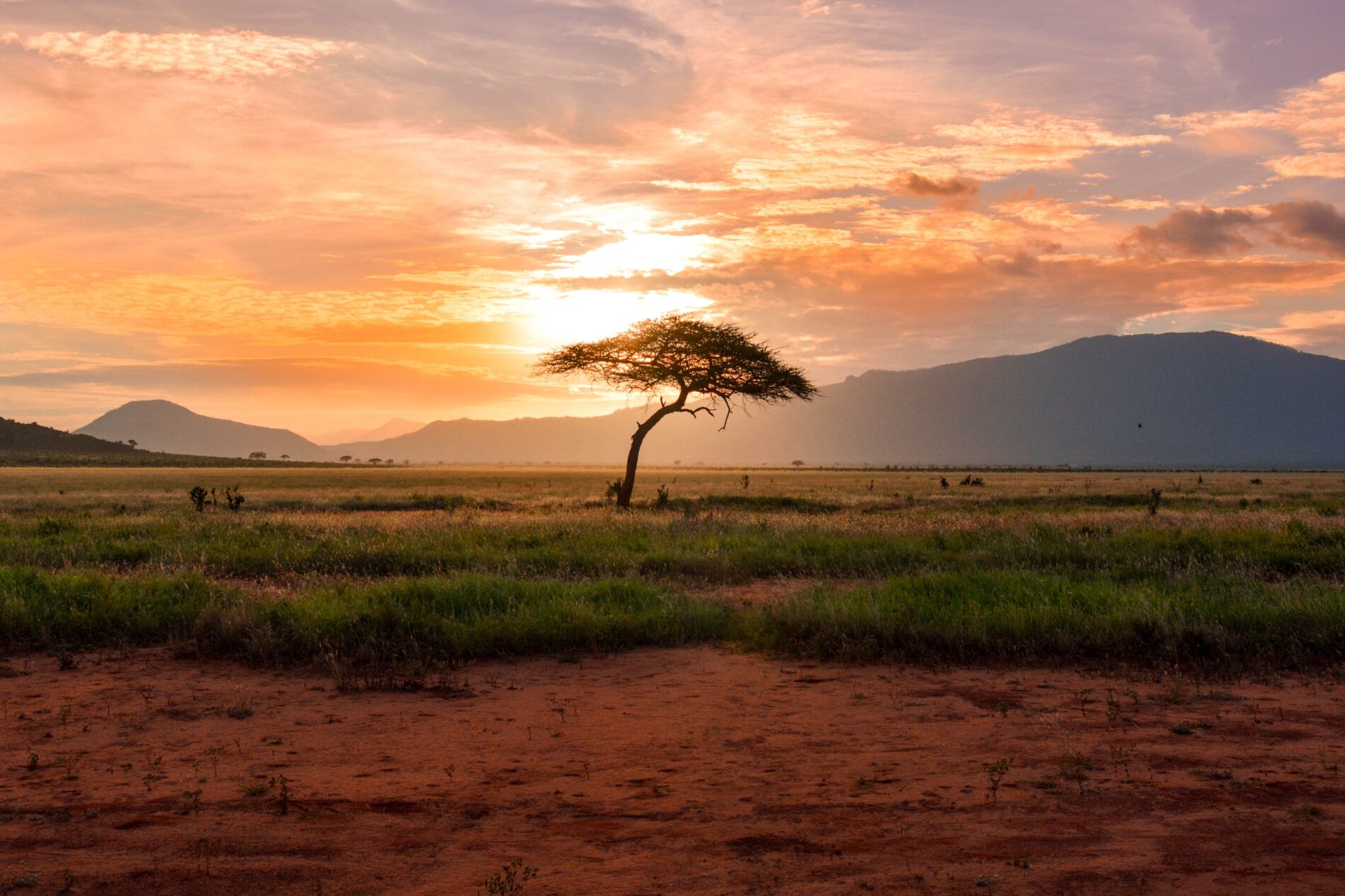 Sunset tree on the savann