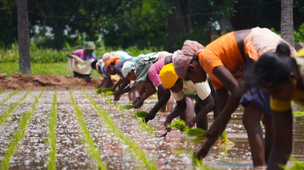 People seeding rice