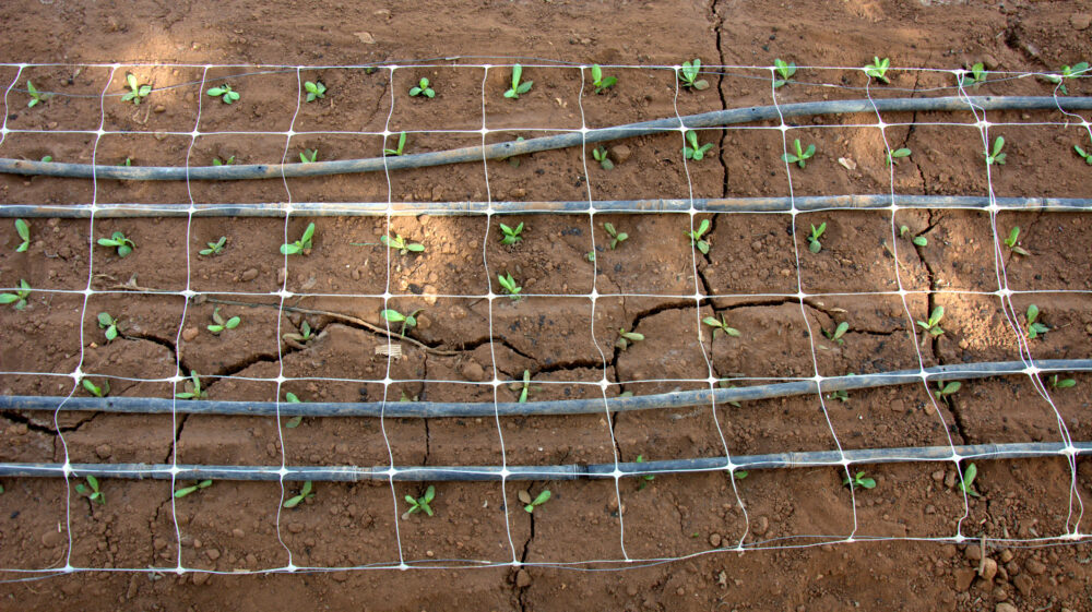 Drip irrigation hoses snake through rows of tiny green sprouts emerging from dry, cracked ground in Spain.