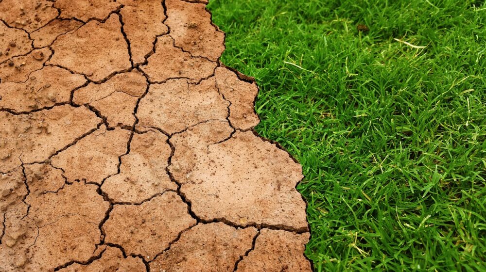 Dry land and grass