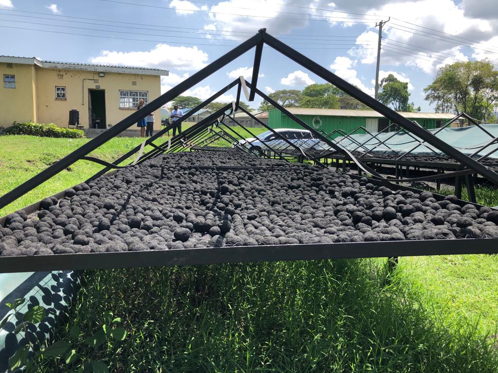Black charcoal