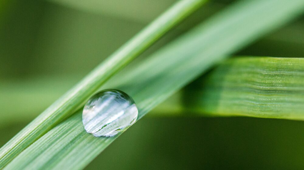 Water drop on green leaf against green background