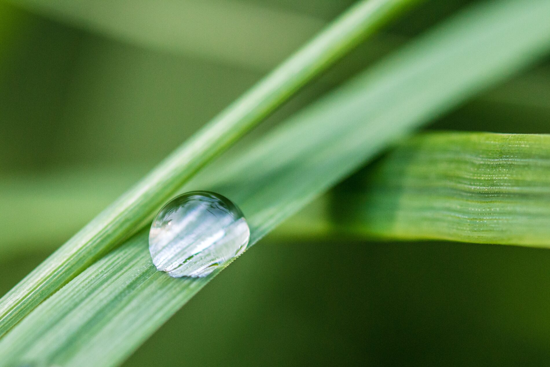 Water drop on green leaf against green background