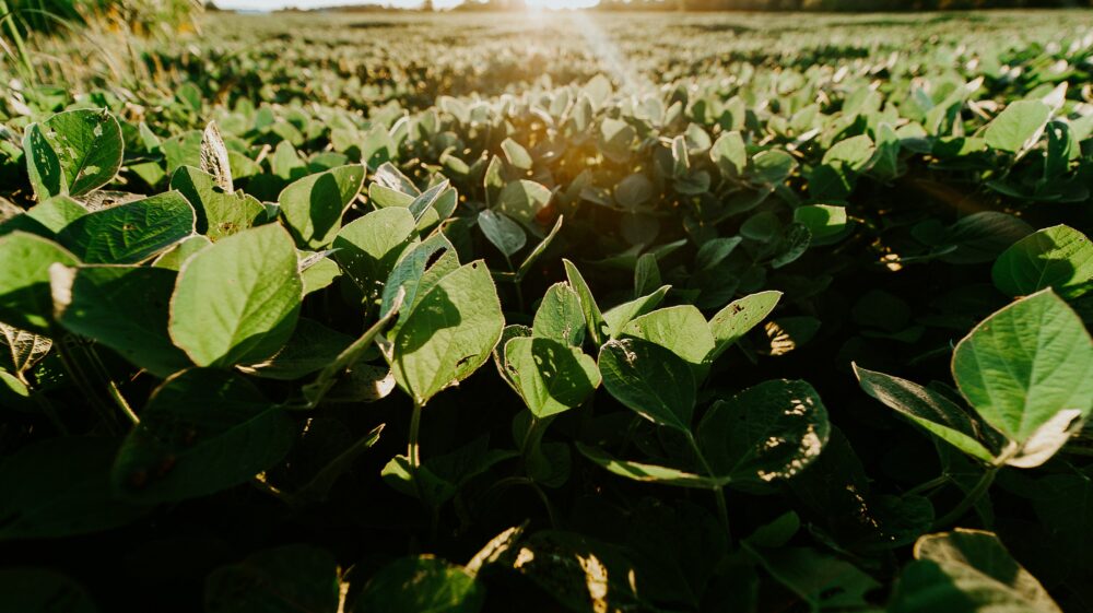 Soy field