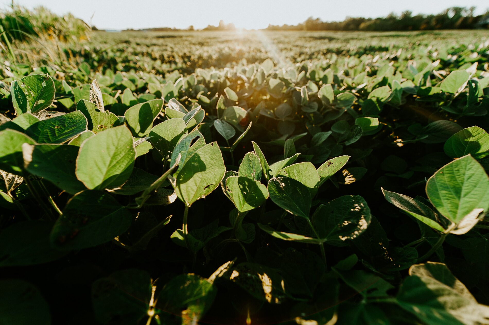 Soy field