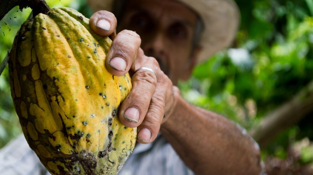 Man Picking Yellow Cocoa Fruit