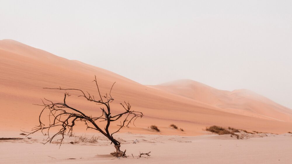 Tree in a desert
