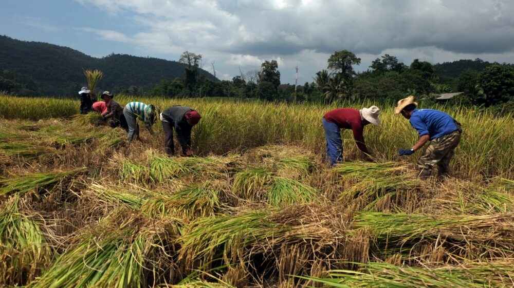 Men working in the fields in Thailand.