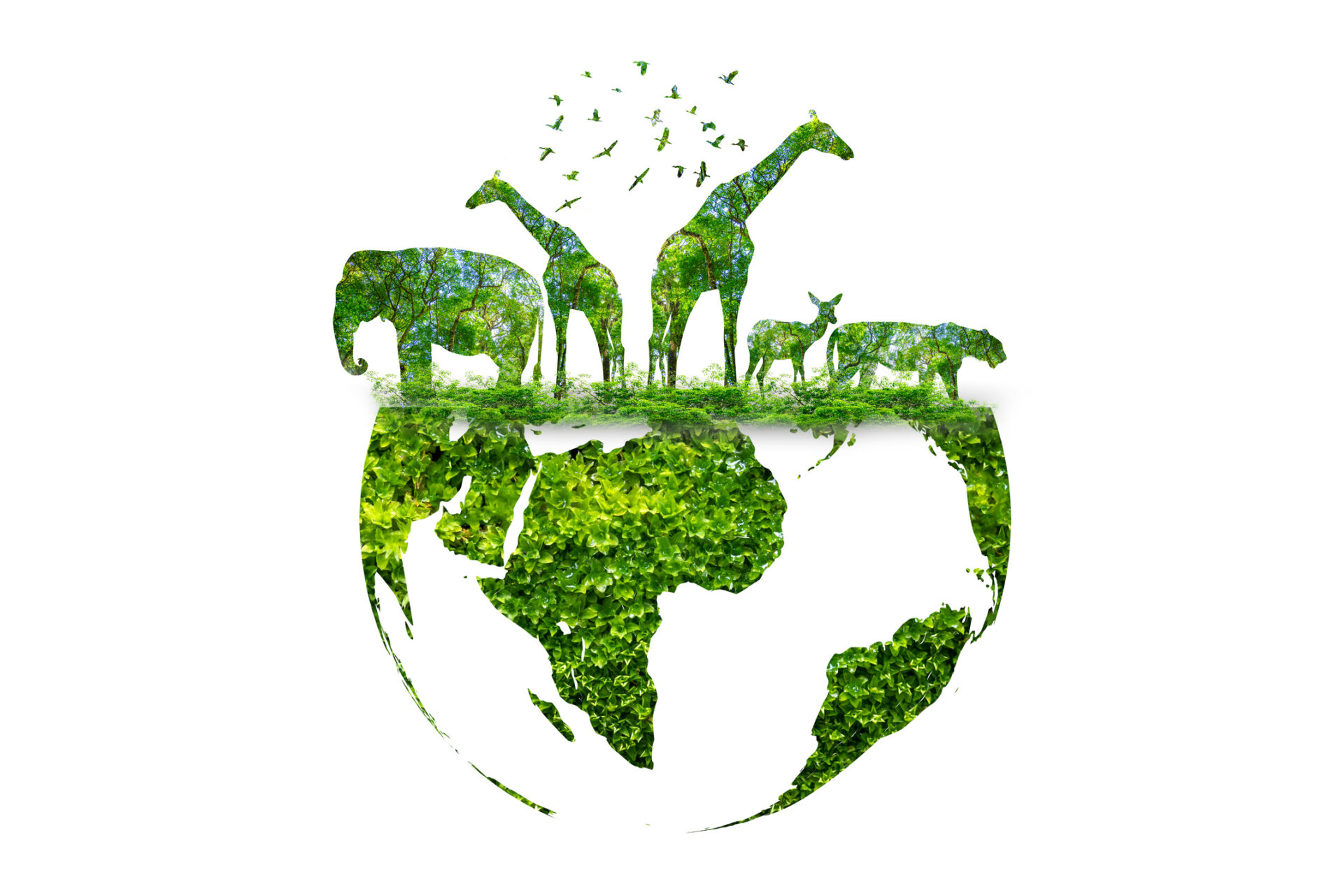 Earth wildlife conservation.