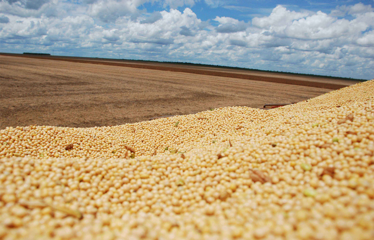 Field of dried soybeans, Brazil