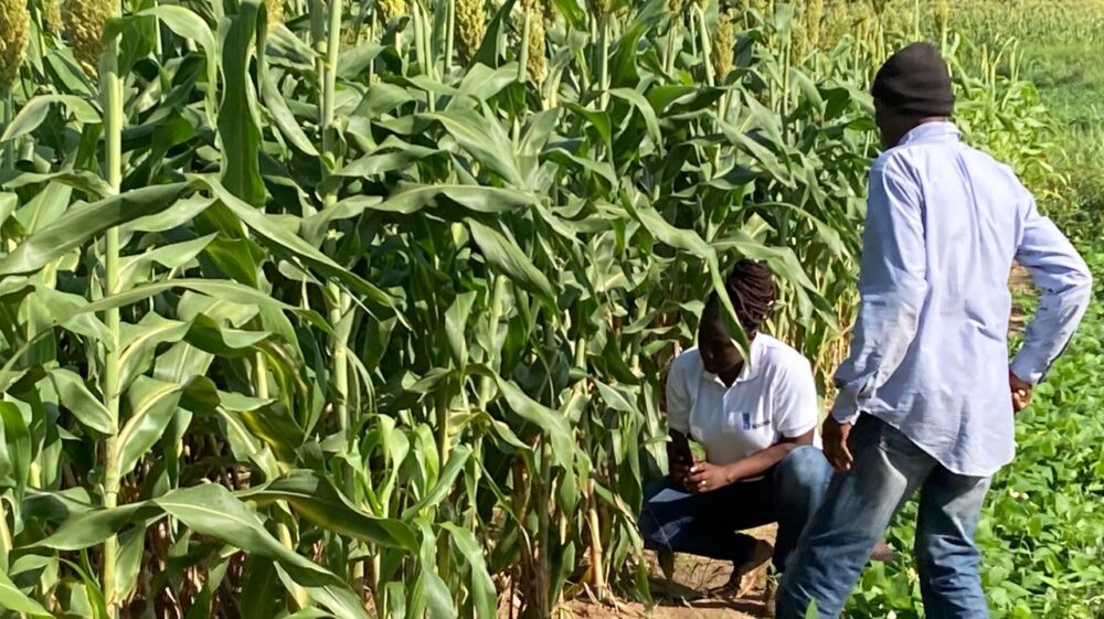 Farmer field school to evaluate the effect of urine and faecal compost on sorghum production. Photo: Danièle Sebgo/WaterAid