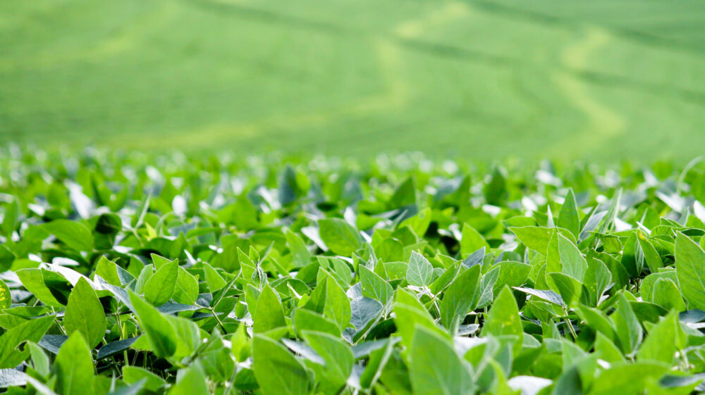 Soybean field