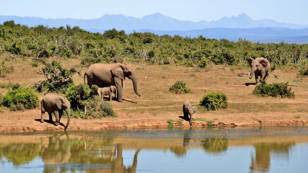Gray Elephants Near Body of Water during Daytime