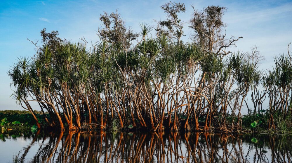 Yellow River mangroves, Kakadu National Park, a UNESCO World Heritage Site, Australia