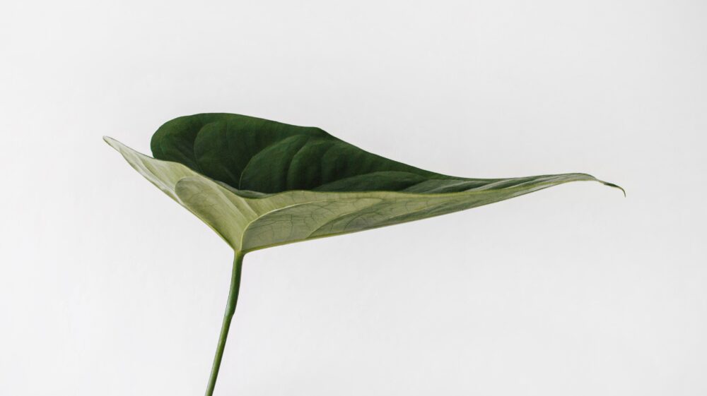 Single green leaf against blank white background