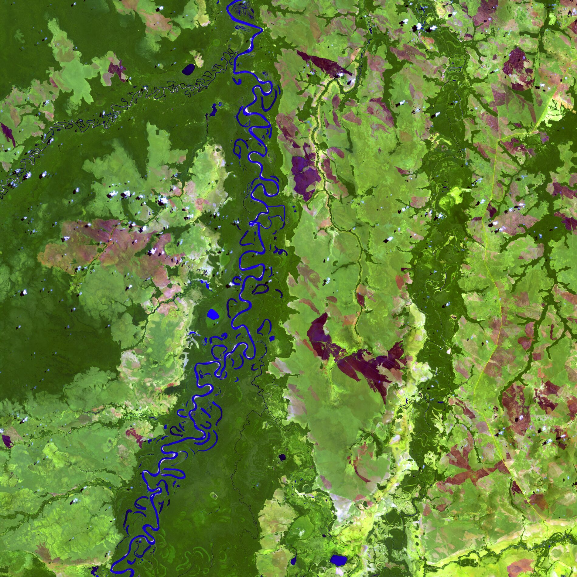Satellite image of Bolivia's Beni River appears as a blue ribbon winding through a lush forest.