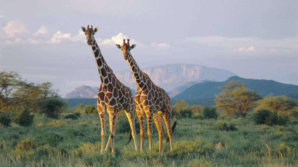 A pair of giraffes stand together in a meadow at a Kenyan natural preserve.