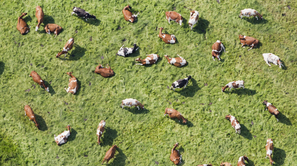 Aerial view of cows grazing and ruminating in a green grassy field.