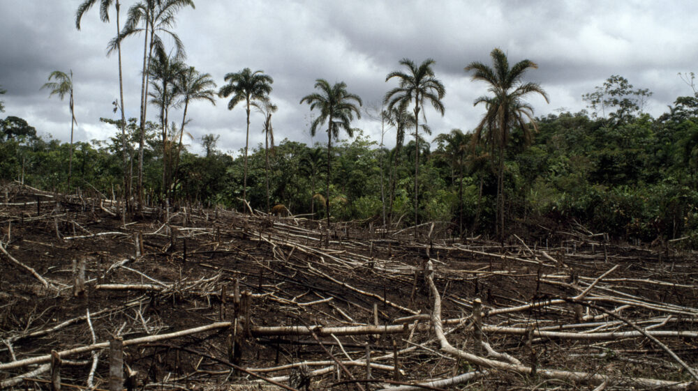 A section of the Amazon rainforest in Peru is clear-cut, leaving behind a wasteland of fallen trees against a background of lush green forest