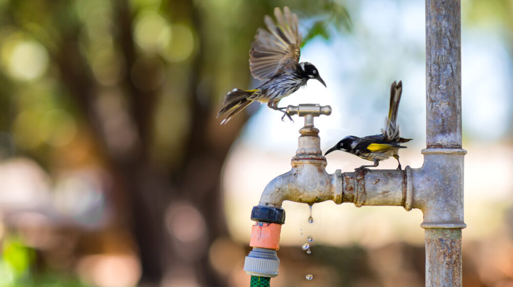 Two birds siting on a pipe/water tap that is dripping with water during heat wave.