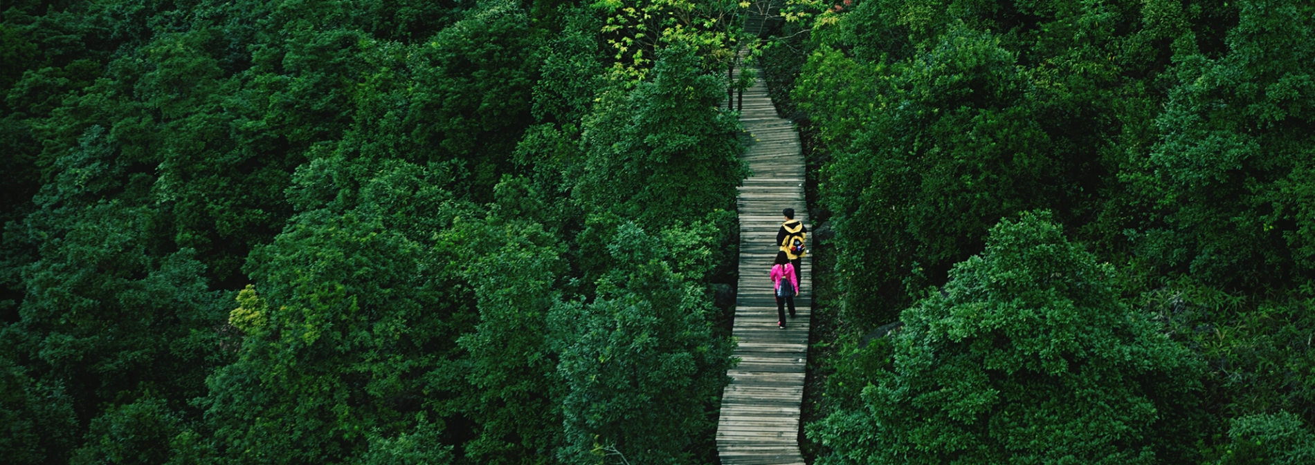 High Angle View Of People Walking On Walkway Amidst Trees In Forest