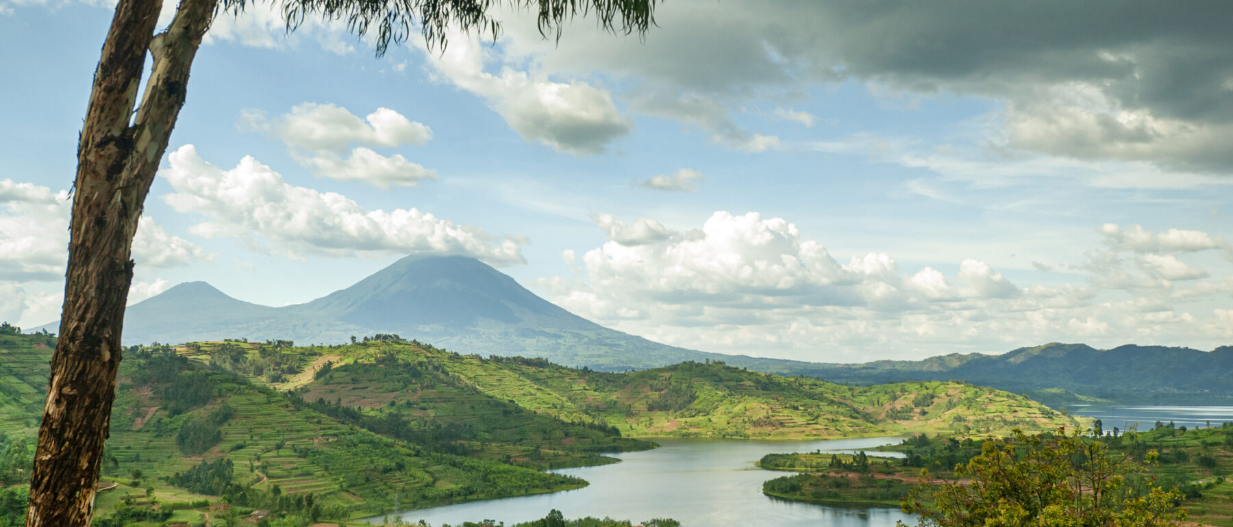 A leaning tree frames a landscape view of Rwanda's Lake Ruhonda, flanked in the background by the Virunga Volcanoes.